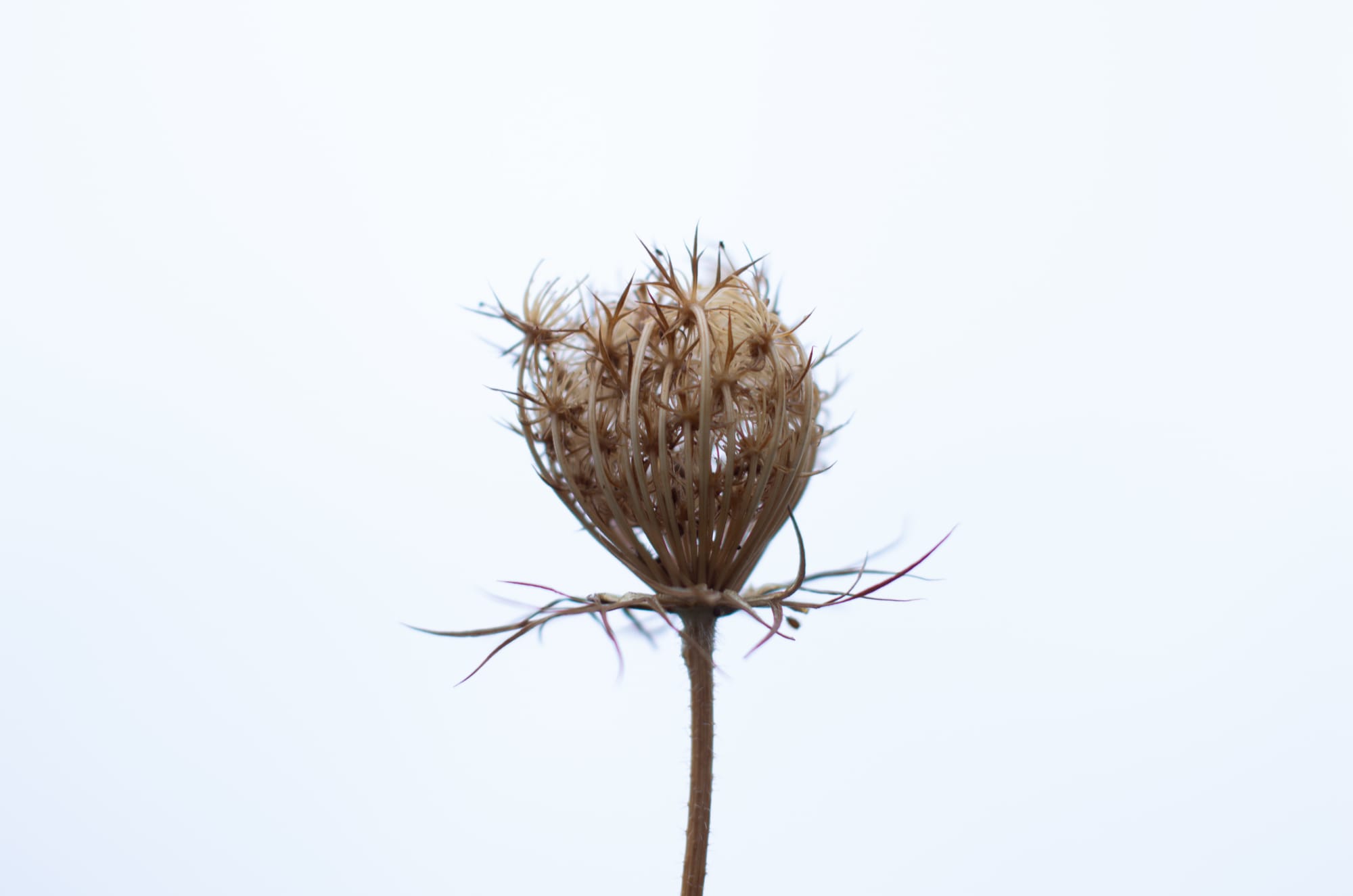 Test nur für seriöse Augen